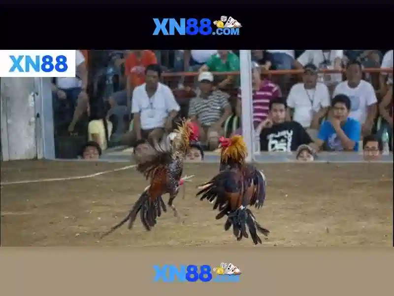 💎cá cược .tv💎 💎cá cược .tv💎