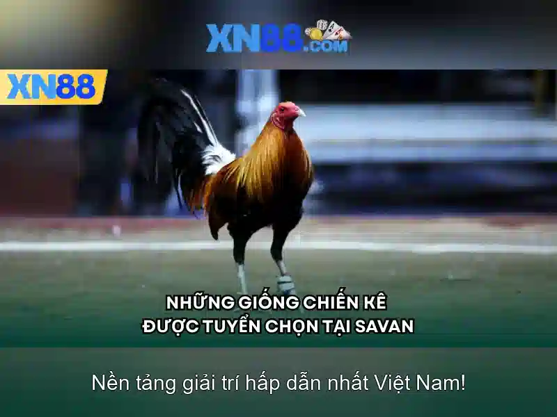 💎ti le nha cai hom nay💎 💎ti le nha cai hom nay💎